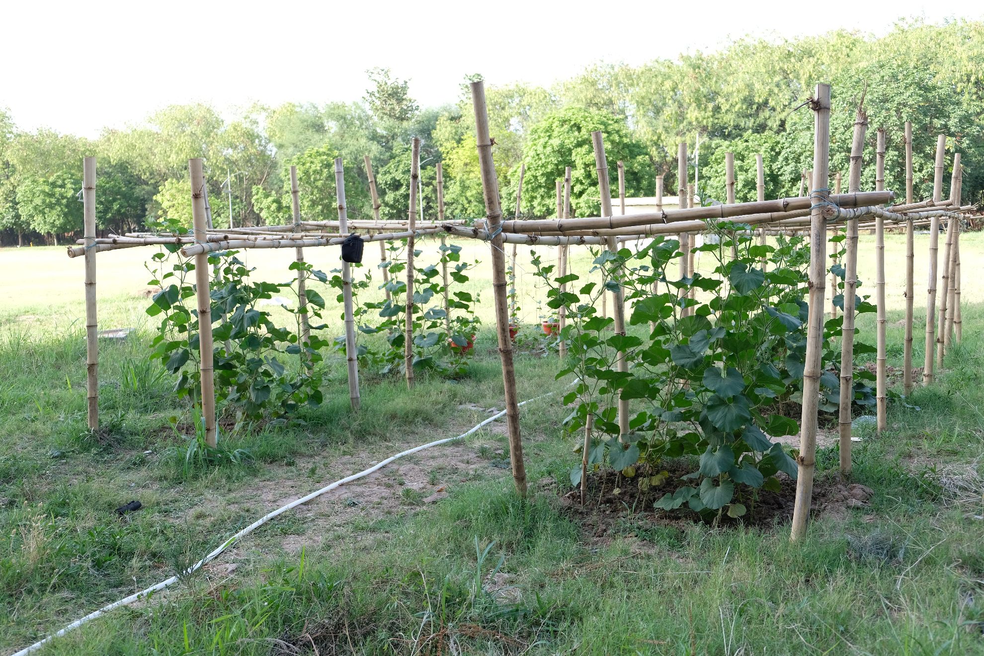 Field work